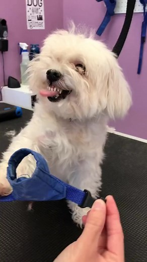 15K views · 412 reactions | do not make me angry | My Shih tzu world | Facebook