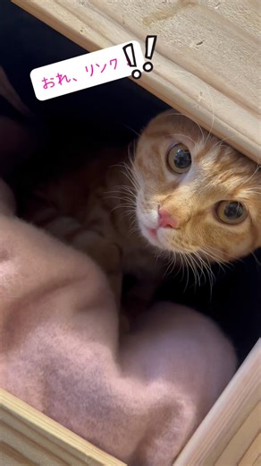 一時預かりボーイがやってきた！みんな仲良く出来るかなー