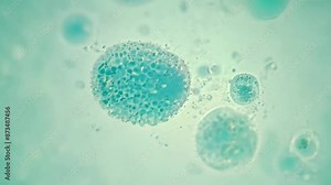 Single celled Organism Dies. Death of a microscopic paramecium. The content of the cell spilling out.