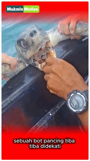 470K views · 5.3K reactions | Seekor penyu laut timbul di tepi bot...