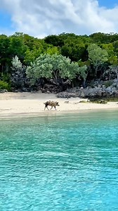 6.8K views · 35 reactions | POV: You travel to the Caribbean to swim with pigs ️ This is Pig Beach in Exuma, Bahamas — A unique place where you can swim and hang out with the locals. Share this with a friend you’d like to experience this Bahamas Bucket list adventure with! ✈️  thecapturingcouple #pigbeach #exumabahamas #bahamas #caribbeanvacation #gopro | Your Co-op Travel | Facebook