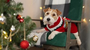 Dog in red sweater on green chair. Pet decorates New Year tree with balls. Wirehaired Jack Russell Terrier celebrates holiday. Christmas concept