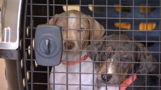 38 Puppies Who Survived Crash in Texas Arrive at San Diego Animal Shelter