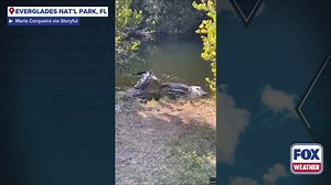 Watch: Crocodile goes head-to-head with alligator in Florida