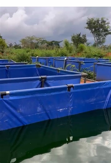 Top-Quality Fish Feed and Healthy Fingerlings