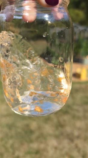 5.2K views | If you've fallen in love with a particular tomato variety this year, save the seeds now! Here's how to do it, including the vital step that almost everyone misses... (in comments) | Natural Living Ideas | Facebook