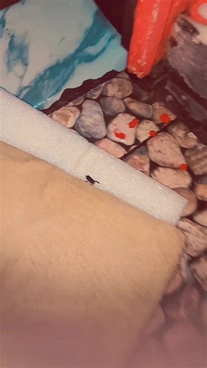 ivi0.10 (@ivi_hdyti)’s videos with Lucu dan Menggemaskan - Sweet Orange Music