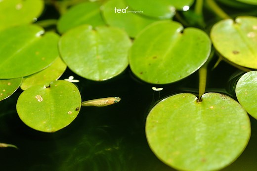 グリーンウォーターの作り方と活用法について解説します