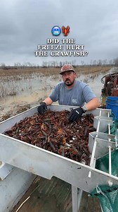 ☀️65 degree waters, crawfish are fully active. ⛅️At 50 degrees, they’re 50% active. ❄️At 40 degrees, they’re completely dormant. #crawfish #crawfishseason #Louisiana #freeze #snow #news | Louisiana Crawfish Company