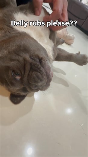 Daily dog belly rubs 😍