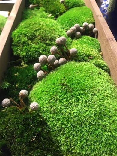 Preserved Moss Sampler Bag: Pillow, Mood, Fern, Sheet Moss (4x6") - Etsy