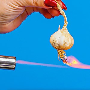 Save big on groceries with these 11 simple tips & tricks for keeping your food fresh! 🥬🥑🌶️✨ | Cleverly