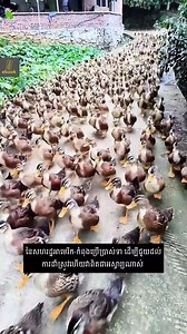 2.2M views · 10K reactions | តើអ្នកនឹងជួលទាដើម្បីជួយមើលថែស្រូវរបស់អ្នកទេ? | Ebook Cambodia | Facebook