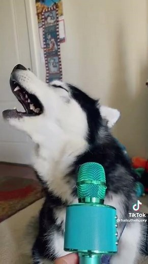 Singing Dog Autotune
