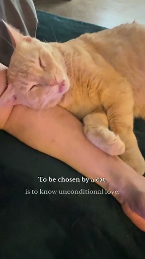 The love of a cat is the best kind of love. | Justin Jones
