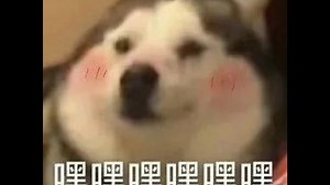 DeepSeek卡了怎么办？来问小白体验一下DeepSeek高速专线