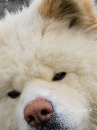 #わさお on That Day — Ears Forward on the Sand 03/07/2012 #snapshotssong @wasao_official Presents! 2012.03.07 撮影 by wasao_official