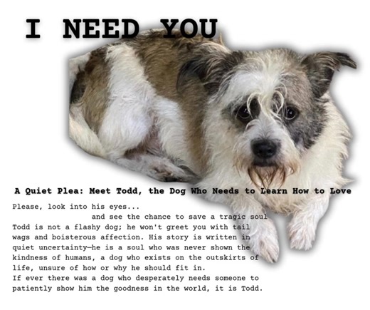 A Quiet Plea: Meet Todd, the Dog Who Needs to Learn How to Love 💔 Please, look into his eyes and see the chance for a new beginning. Todd is not a flashy dog; he won't greet you with tail wags and boisterous affection. His story is written in quiet uncertainty—he is a soul who was never shown the kindness of humans, a dog who exists on the outskirts of life, unsure of how or why he should fit in. If ever there was a dog who desperately needs someone to patiently show him the goodness in the wor