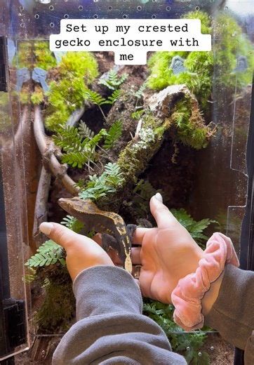 How to Set Up Your Crested Gecko Enclosure
