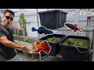 CHOOSING FISH FOR OUTSIDE PONDS!! (Breeding project)
