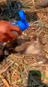6.5K views · 168 reactions | Should a puma that doesn't eat meat be released back into the wild#shorts #animals #puma #cute | Animal - Rescue Center | Facebook