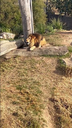 ROAR!!!🦁The Amazing Sound Of A Lion Roaring 🙉 #africananimals #naturedocumentary #mammals