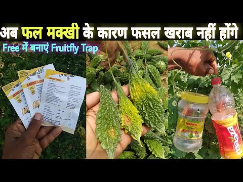 Control Fruit fly Easily in Vegetable Crops using Fruit fly Traps @Farming Ideas