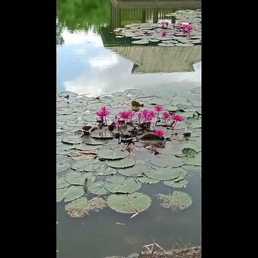 a day tour at Ninoy Aquino Parks and Wildlife Center