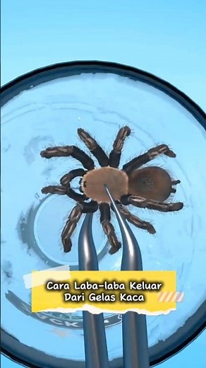 How Spiders Get Out of Glass #feedshort #spiders #uniquefacts