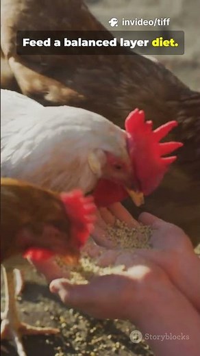 How to Start a Healthy Backyard Chicken Farm (Essential Tips)