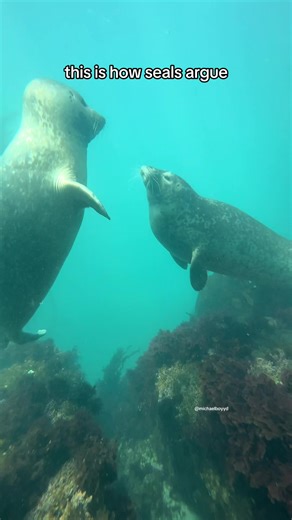 Seal Behavior: Head-Thrust Maneuver Explained