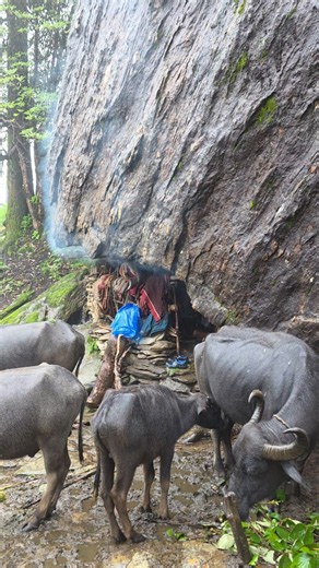 Life Inside a Himalayan Cave | Raising Buffalo & Living on Organic Food | Traditional Mountain Life