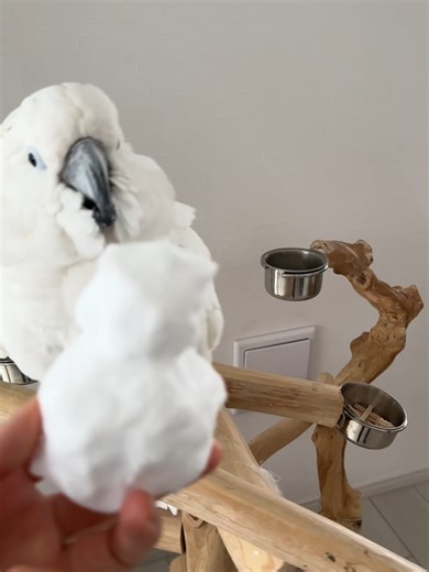 神奈川で珍しく雪が積もったので、ミニ雪だるまをゆきまる氏にご挨拶☃️ 反応が「その場」じゃなくて 一拍ズレて警戒するの、リアルすぎる… 掴みたいのに足だけ出るのも好き。 最後の引き、みんなは何に見えた？（そっく…）