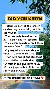 39K views · 208 reactions | Scary Tasmanian Devil Facts #facts | IQ&Math 2.2 | Facebook