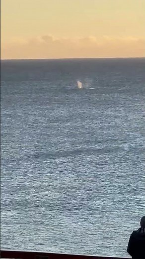 🎥 Whales in the Morning: Tweed Heads Ocean Adventure