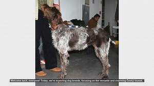 Pros and Cons of Owning a Český Fousek: The Versatile Hunting Dog