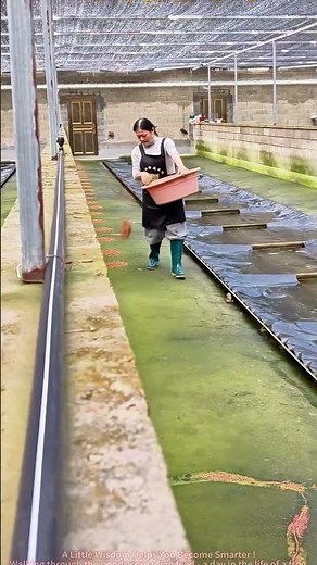 Satisfying Frog Feeding Time