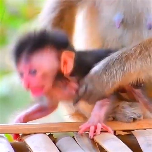 1.3K views · 41 reactions | Very beautiful moments of newly macaque monkey | Monkey BC | Facebook