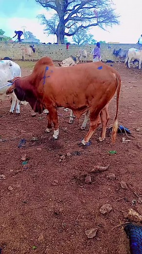 ndaw séras sur TikTok