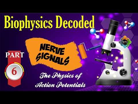 How Your Nerves Send Signals - Biophysics Episode 6