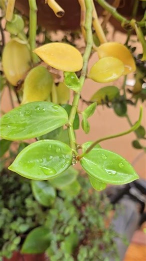 my house plant collections #trending #garden #nature #gardenideas #plants