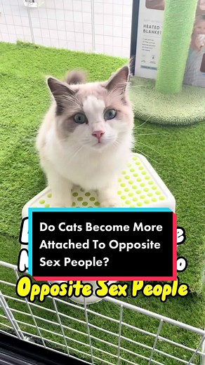 Do Cats Prefer Female Humans Over Males? Tips to Bond with Your Cat