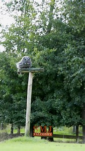 24K views · 19K reactions | fantastic day for flying the birds today. here's a few clips from today! #birdsofprey #flyingbirds #freeflying #owlsflying #hawks | SMJ Falconry | Facebook