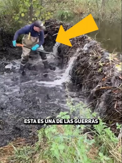 Castor: El Animal Que No Ve El Agua