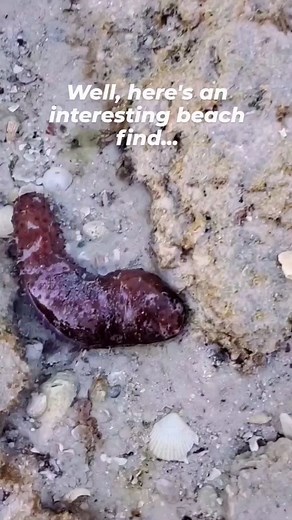 11K views · 56 reactions | Save and read below! ⬇️ . This is a Sea...