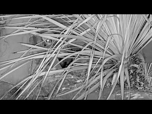 Second Owlet Fledges From Great Horned Owl Nest At Wildflower Center! – May 25, 2025