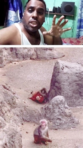 punch have no mother in the world#shortvideo #monkey