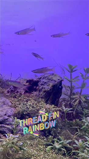 Thread Fin Rainbow Restocked