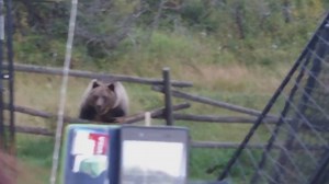 30K views · 315 reactions | Watch this incredible video of a southern Alberta grizzly bear interaction. (WARNING: coarse language) See more, including the complete video, here: www.cbc.ca/1.3757606 | CBC Calgary | Facebook