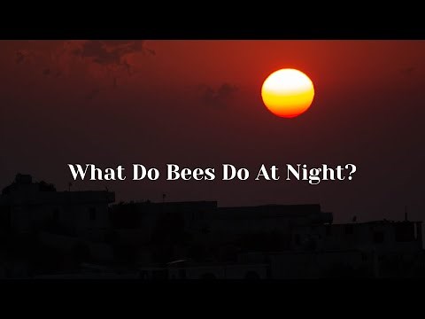 What Do Bees Do At Night | Busy Beekeeping